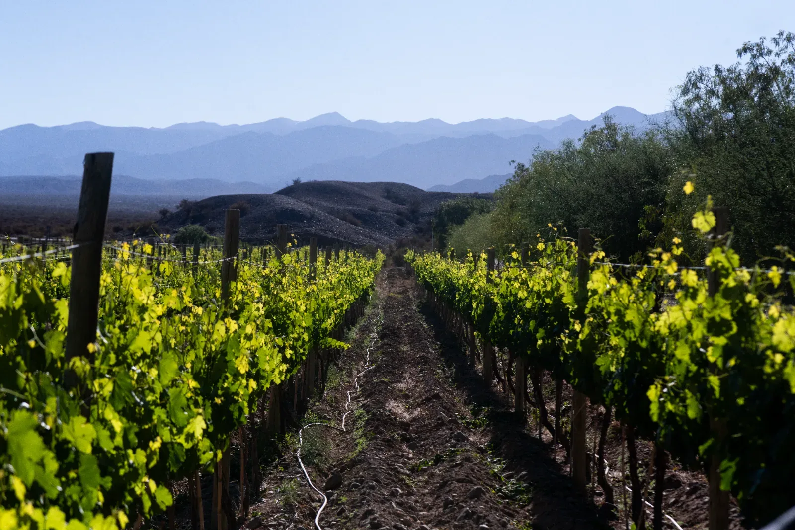 Bodegas del Carmen